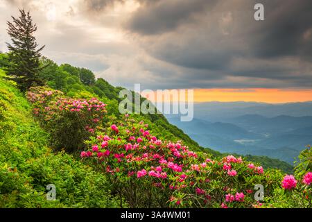 Die Great Craggy Mountains entlang des Blue Ridge Parkway in North Carolina, USA, mit Catawba Rhododendron während eines Sonnenuntergangs im Frühling. Stockfoto