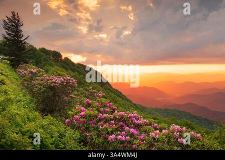 Die Great Craggy Mountains entlang des Blue Ridge Parkway in North Carolina, USA, mit Catawba Rhododendron während eines Sonnenuntergangs im Frühling. Stockfoto