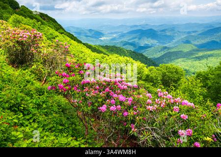 Die Great Crisggy Mountains entlang des Blue Ridge Parkway in North Carolina, USA mit Catawba Rhododendron im Frühling. Stockfoto