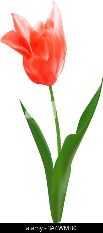 Realistische isolierte rote Tulpenblüte. Frühlingsblumenvektor-Illustration für Blumenstrauß oder Dekoration. Stock Vektor