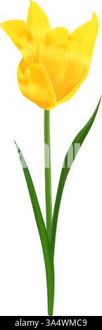 Zarte, realistische gelbe Tulpe in Blüte. Vektor-Illustration der Tulpenblume für Muttertagsentwürfe, Hochzeitseinladungen und Blumenmuster Stock Vektor