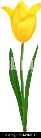 Realistische isolierte gelbe Tulpenblüte. Frühlingsblumenvektor-Illustration für Blumenstrauß oder Dekoration. Stock Vektor