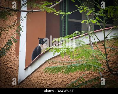 Tuxedo Cat ruht auf einem Balkon mit grünem Laub Stockfoto