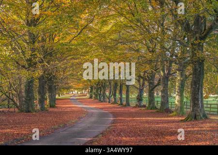Eine einspurige Straße führt an einem sonnigen Herbsttag in den South Downs zwischen goldfarbenen Buchen. Stockfoto