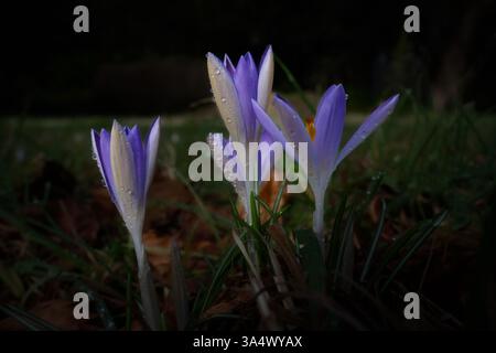 Krokusse mit frühmorgendlichem Tau auf ihnen in West Dean Gardens Stockfoto