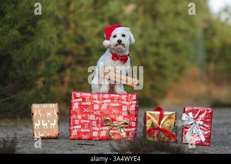 Bichon Frise Stockfoto