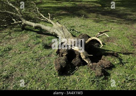 Der Ätna-Besenbaum ist aufgrund außergewöhnlich schlechten Wetters und Winterschneefälle in geringer Höhe im Ätna-Park, Sizilien, Italien gebrochen Stockfoto