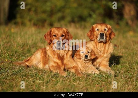 Golden Retriever Stockfoto
