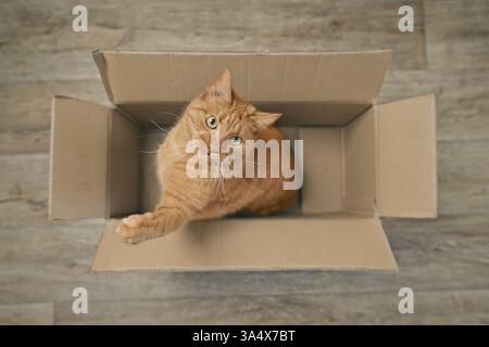 Die verspielte orangene Katze sitzt in einer Pappschachtel und sieht neugierig in die Kamera. Hochwinkelansicht... Stockfoto