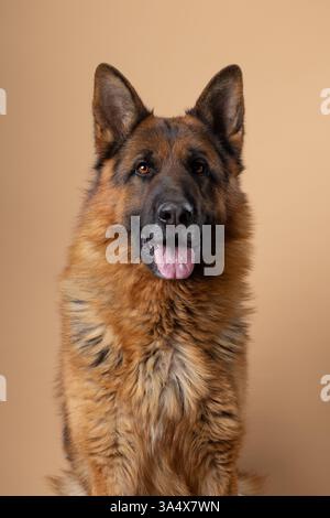 Tiefschwarze Eleganz Entdecken Sie Die Faszination Des Schwarzen Deutschen Schaferhunds
