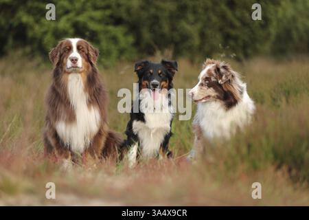 Australian Shepherds Stockfoto