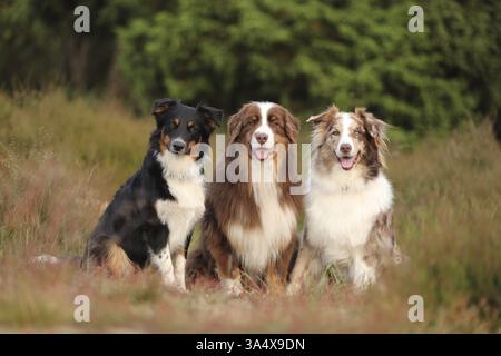 Australian Shepherds Stockfoto