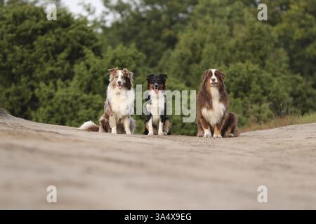 Australian Shepherds Stockfoto