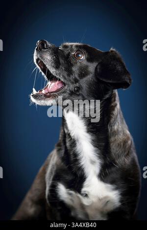 Dackel-Terrier Stockfoto