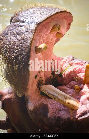 Das Nilpferd bittet um Essen Stockfoto