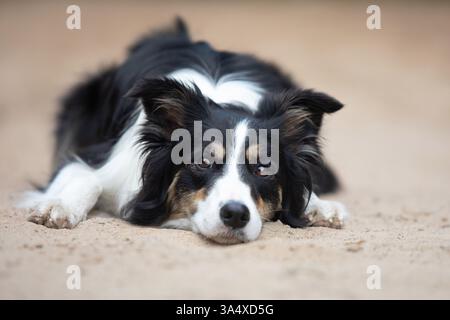 Border Collie Stockfoto