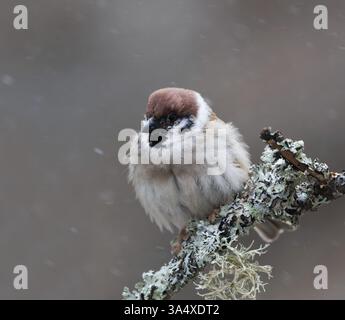Eurasischer Baumpatzen (Passer montanus) mit Vogelpockenvirus, der im Frühjahr bei Schneefall auf einem Zweig ruht. Stockfoto