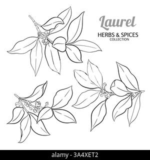 Laurel Zweig mit Blumen Outline Illustration Stock Vektor