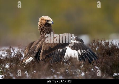 Goldener Adler in majestätischer Pose mit Waldhintergrund Stockfoto