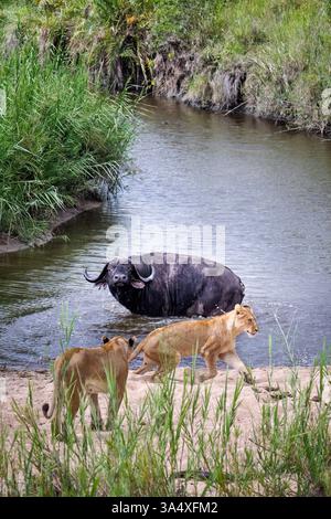 Ein verwundeter Cape Buffalo (Syncerus Caffer) begegnet Löwinnen (Panthera leo) in einem Wasserloch, Sabi Sand Game Reserve, Kruger National Park, Südafrika Stockfoto