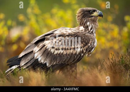 Adler in einem Moor mit Herbstfarben Stockfoto
