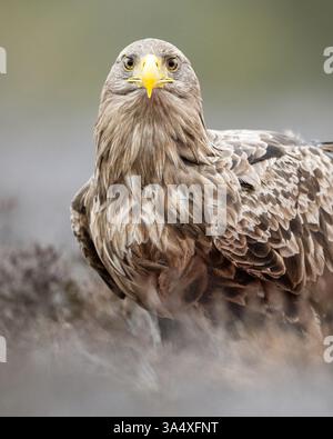 Erwachsenenadler Porträt in Waldlandschaft Stockfoto