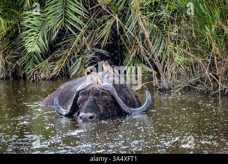 Der Kopf eines Kapbüffels (Syncerus Caffer) im Wasser in einem Wasserloch mit Oxspechten, Sabi Sand Game Reserve im Kruger-Nationalpark in Südafrika Stockfoto
