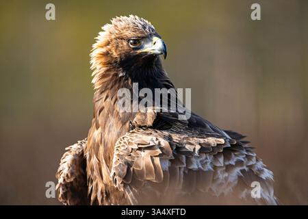 Goldener Adler Porträt in der Morgensonne Stockfoto