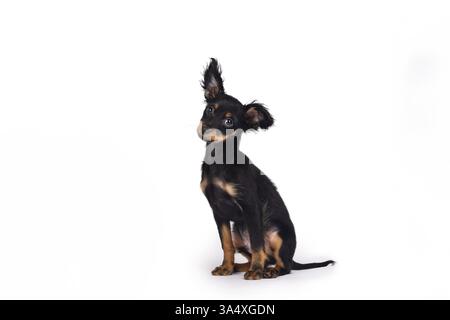 Russkiy Toy Terrier Stockfoto