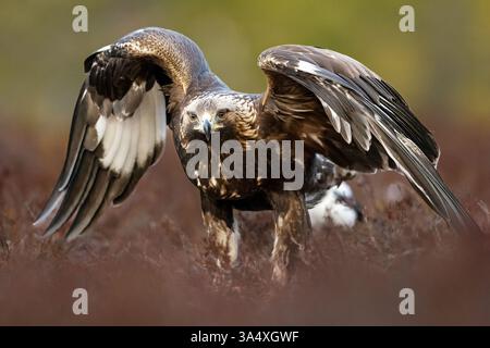 Goldener Adler in der Moorlandschaft, Flügel breit Stockfoto