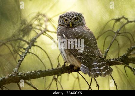 Eurasische Zwergkauz im sonnigen Wald im Frühling Stockfoto