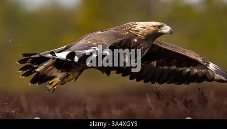 Goldener Adler im Flug im Moor Stockfoto