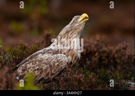 adlerschnabel offen im Moor Stockfoto