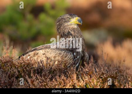 Adler im Moor im Herbst Stockfoto
