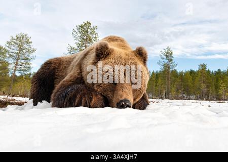 Großer Braunbär, der im Frühling auf Schnee liegt Stockfoto