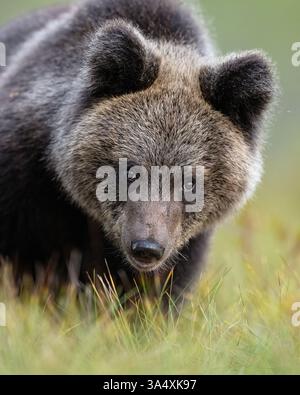Braunes Bärenjunges Nahaufnahme Porträt Stockfoto