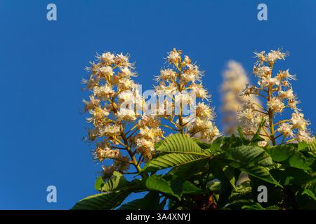 Aesculus hippocastanum ist ein großer Baum. Seine Blütenstände sind eine Nektarquelle für Bienen und Insekten und werden als Zutat in traditionellem m verwendet Stockfoto