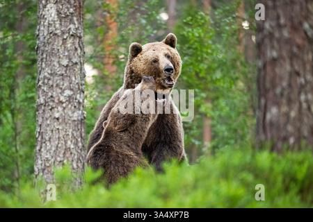 Zwei Braunbären kämpfen im Wald Stockfoto
