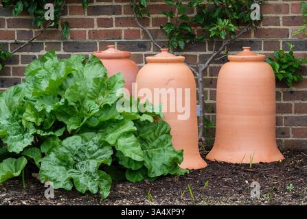 Rhabarber Fulton's Strawberry Surprise, Rheum x hybridum, neues Wachstum und Rhabarber Kräftern im späten Frühjahr Stockfoto