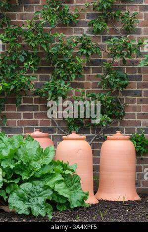Rhabarber Fulton's Strawberry Surprise, Rheum x hybridum, neues Wachstum und Rhabarber Kräftern im späten Frühjahr Stockfoto