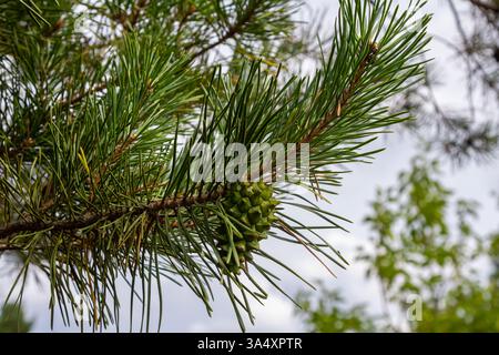 Eine kleinwachsende Zedernkiefer. Pinus pumila mit großen grünen Kegeln in einem sonnigen Sommergarten. Tapete mit Blumenmuster. Stockfoto
