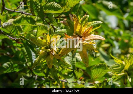 Ast einer Hainbuche Carpinus betulus mit herabhängender Blütenstände und Blättern im Herbst, ausgewählter Fokus, schmale Schärfentiefe, Kopierraum in der Unschärfe Stockfoto