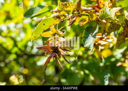 Ast einer Hainbuche Carpinus betulus mit herabhängender Blütenstände und Blättern im Herbst, ausgewählter Fokus, schmale Schärfentiefe, Kopierraum in der Unschärfe Stockfoto