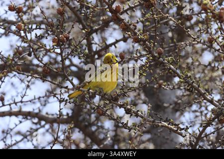 gelben warbler Stockfoto