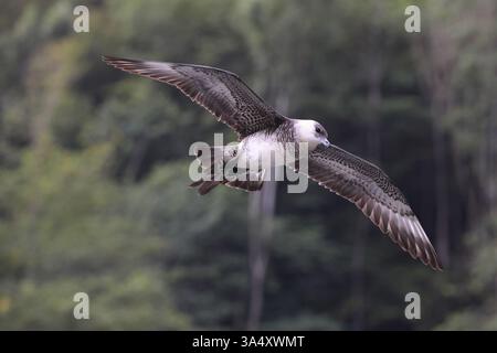 Pomarine jaeger Stockfoto
