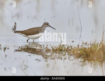 Sandpiper aus Holz, der in flachem Wasser mit sichtbarer Reflexion weht Stockfoto