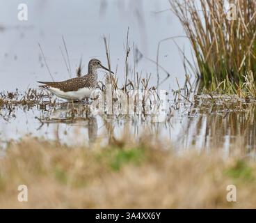 Sandpiper aus Holz, der in flachem Wasser mit sichtbarer Reflexion weht Stockfoto