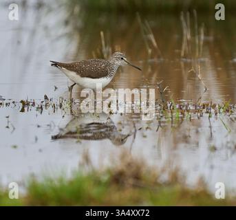 Sandpiper aus Holz, der in flachem Wasser mit sichtbarer Reflexion weht Stockfoto