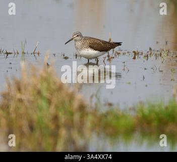 Sandpiper aus Holz, der in flachem Wasser mit sichtbarer Reflexion weht Stockfoto