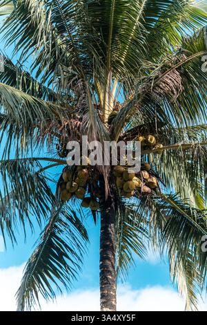 Tropische Kokospalme mit grünen Blättern und Reifen Kokosnüssen Stockfoto